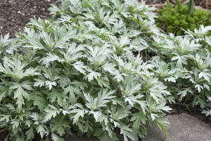 Artemisia 'Silver Lining' New 2024